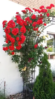 Ein Garten an der Unterkunft Ferienwohnung Rosentraum