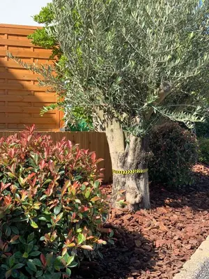 Ein Garten an der Unterkunft Rebstöckel