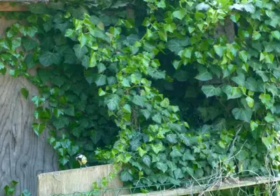 Ein Garten an der Unterkunft Haus am Sandsteinbruch