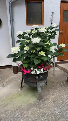 Ein Garten an der Unterkunft Haus am Kastanienwald