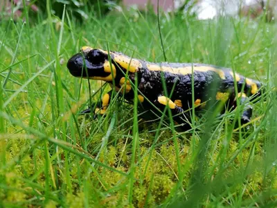 Tiere im Ferienhaus oder in der Nähe