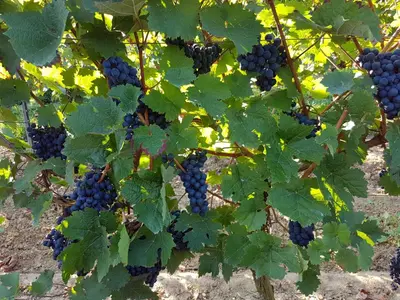 Ein Garten an der Unterkunft Weingut & Gästehaus Nagel