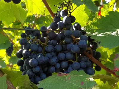 Grundriss der Unterkunft Weingut & Gästehaus Nagel