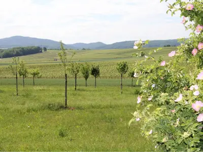 Naturlandschaft in der Nähe der Pension