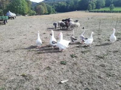 Tiere in der Ferienwohnung oder in der Nähe