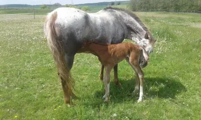 Tiere in der Ferienwohnung oder in der Nähe