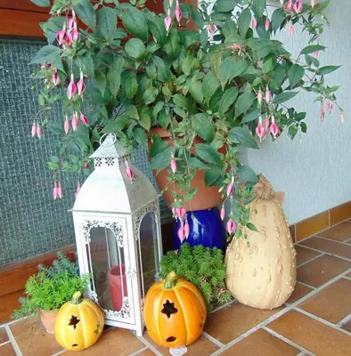 Ein Garten an der Unterkunft Obere Ferienwohnung Asshoff zwischen Odenwald, Taubertal und Bauland