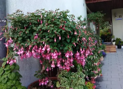 Ein Garten an der Unterkunft Obere Ferienwohnung Asshoff zwischen Odenwald, Taubertal und Bauland