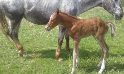 Tiere in der Ferienwohnung oder in der Nähe