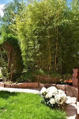 Ein Garten an der Unterkunft FVH Family Vacation Heidelberg