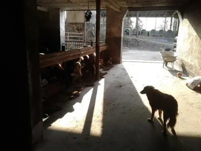Haustiere von Gästen der Unterkunft Kreuzdellenhof Ferienzimmer