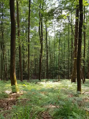 Naturlandschaft in der Nähe der Ferienwohnung