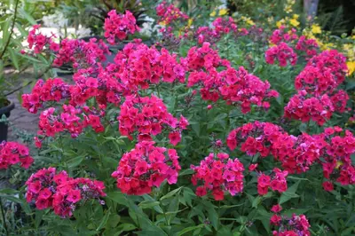 Ein Garten an der Unterkunft FeWo - Wohlfühlambiente & Gartenparadies