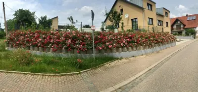 Ein Garten an der Unterkunft Ferienwohnung Südpfalz mit Balkon & Weinbergblick - Valley SÜW
