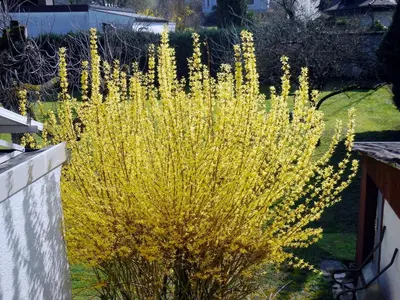 Ein Garten an der Unterkunft Ferienwohnung Gersprenztal