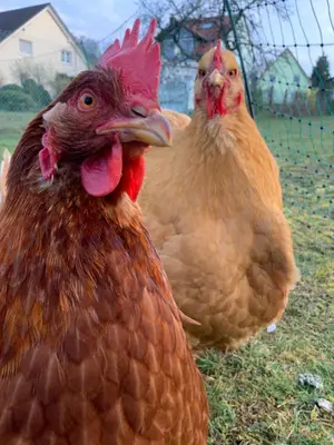Tiere in der Ferienwohnung oder in der Nähe
