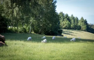 Tiere im Hotel oder in der Nähe