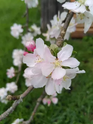 Ein Garten an der Unterkunft Fewo Frank