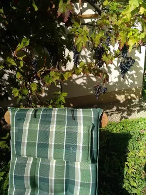 Ein Garten an der Unterkunft Kakteengarten