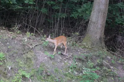 Tiere in der Ferienwohnung oder in der Nähe