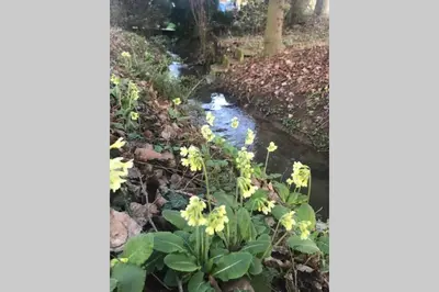 Ein Garten an der Unterkunft Am Mühlbach