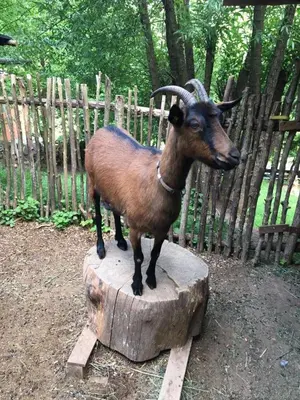 Tiere in der Pension oder in der Nähe
