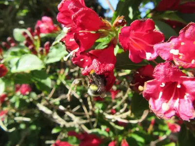 Ein Garten an der Unterkunft Ferienwohnungen Nibelungenwald