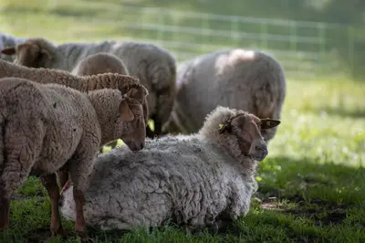 Tiere in der Ferienwohnung oder in der Nähe