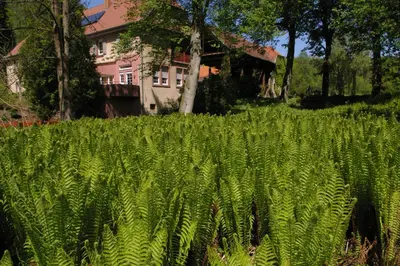 Ein Garten an der Unterkunft Ferienwohnungen Reichholdsmühle