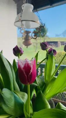 Ein Garten an der Unterkunft Haus Sonnenschein
