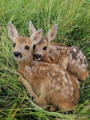 Tiere im Ferienhaus oder in der Nähe