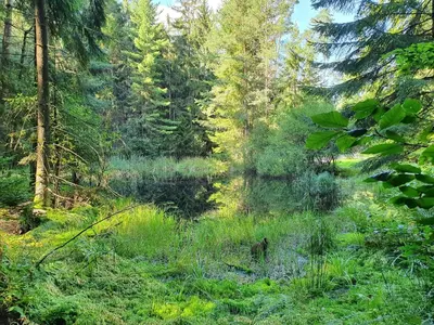 Naturlandschaft in der Nähe des Ferienhauses