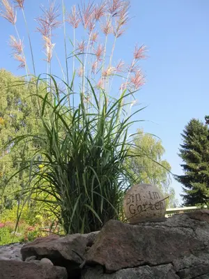Ein Garten an der Unterkunft Haus Alpaka
