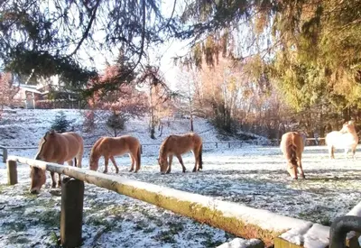 Tiere in der Pension oder in der Nähe