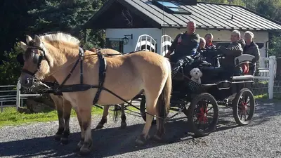 Reiten in der Pension oder in der Nähe