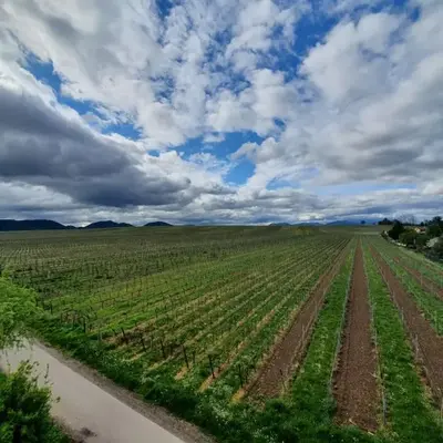 Weinseelig14